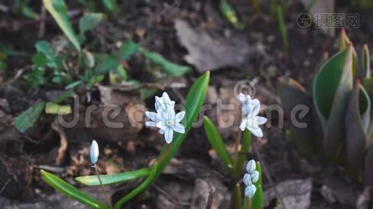 小白花视频