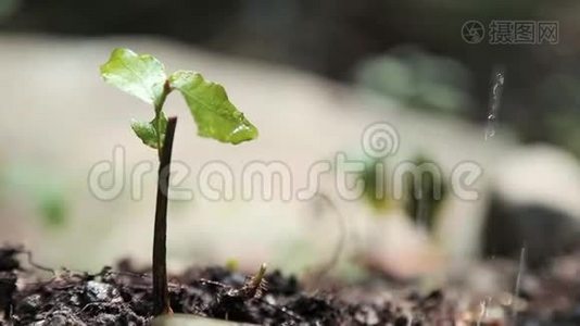 肥沃土壤上幼龄植物发芽期的人工护理与浇水视频