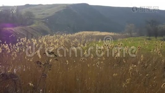 日落时村里一座小山的春景。 芦苇生长在河岸上视频