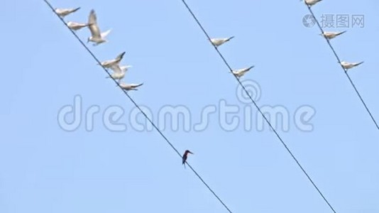 近距离拍摄的一群白色海鸥坐在蓝天的电线上视频