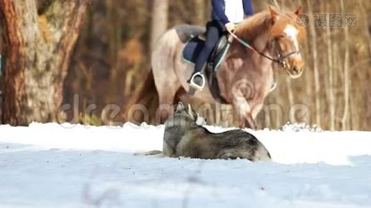 一个女人骑着马在雪地上的森林里散步。 一只狗躺在地上视频