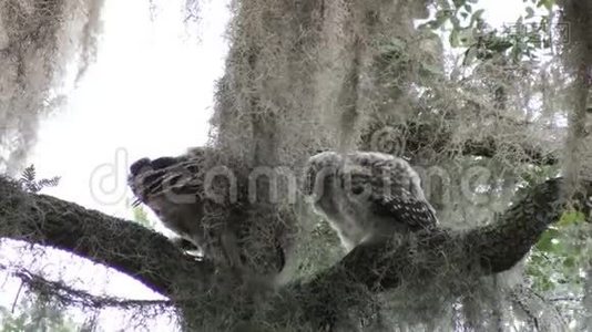 成群的猫头鹰以树枝为食视频