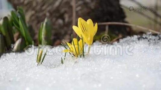 番红花黄色盛开第一春花雪间视频