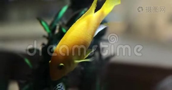 金鱼在鱼缸里优雅地游动视频