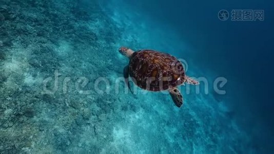 绿海龟对着我的相机游泳-完美的SHOT！视频