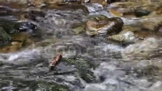 透明的森林水在自然界的石头之间流动视频