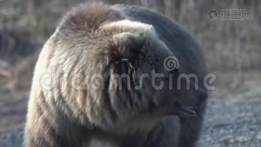 饥饿的野生堪察加棕熊威胁地环顾四周的肖像视频