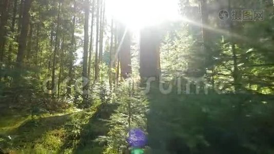 神奇的山林树木行走阳光.视频