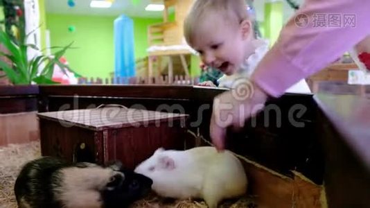 可爱的女婴在接触动物园接触卡维。 家里的宠物视频