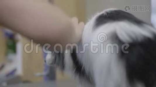 宠物美容师在美容沙龙里用梳子梳理小蓬松的狗毛。 专业的动物发型和造型。 艺术视频