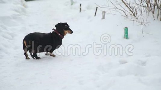 狗沿着雪道走视频