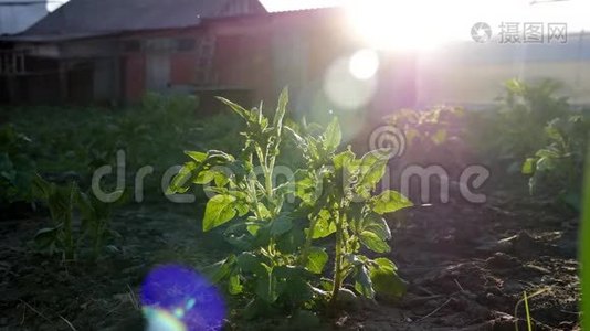 花园里的土豆丛。视频