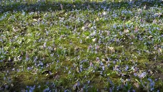 阳光明媚的一天，森林里长满了蓝色的春花。 在森林里的西伯利亚或蓝色的雪花。 这就是视频