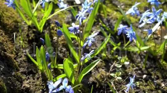 特写，西伯利亚锡拉或森林中的蓝色雪花.. 阳光明媚的一天，春天的蓝色花朵。 观点视频