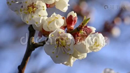 春天盛开的杏花视频