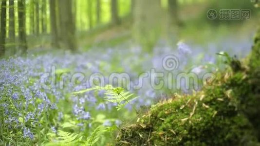 特写苔藓和蓝花.视频