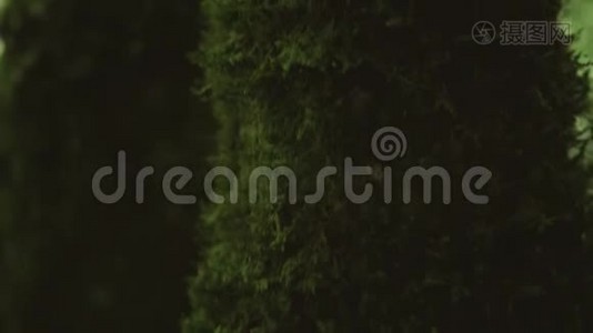 树木树干覆盖着绿色与苔藓。 一棵长满绿色苔藓的树干的特写。 摄像机从上面移到视频