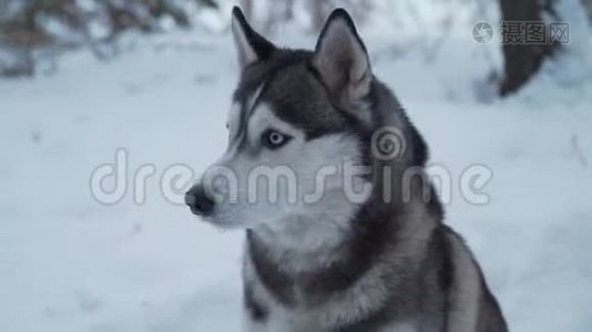 哈斯基坐在森林里的雪上视频