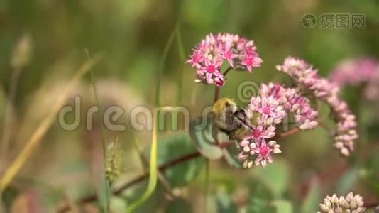 阳光明媚的日子里，大黄蜂在粉红色的花朵上。 花园或公园的粉红色花丛视频