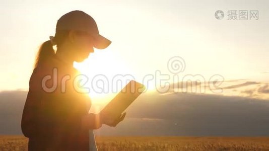 农民妇女在一片麦田里工作，在夕阳下。 商业妇女在规划收入领域视频