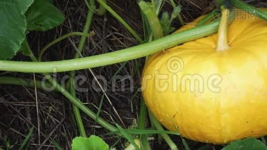 大南瓜在花园床上生长。 有机蔬菜种植视频