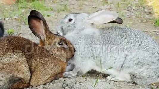 两只兔子躺在草地上，互相睡着了，交配季节视频