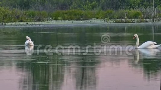 野生天鹅在森林湖平静的水面上视频