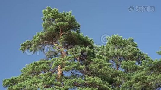 松树对抗蓝天.视频