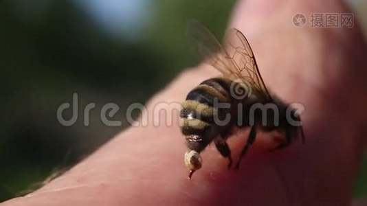 蜜蜂叮叮-防御和攻击的武器。视频