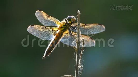 黄色和黑色的蜻蜓在美丽的早晨日出中在树上飞翔。视频
