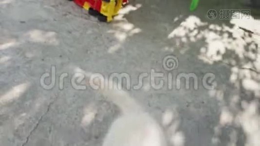 一个男人正在和可爱的小狗玩耍视频