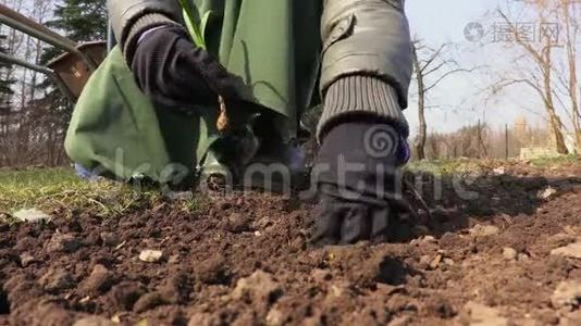栽培土壤中的园丁种植苗木.. 园艺概念视频