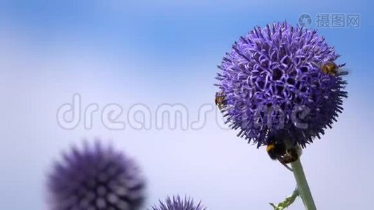 紫花虫蜂.视频
