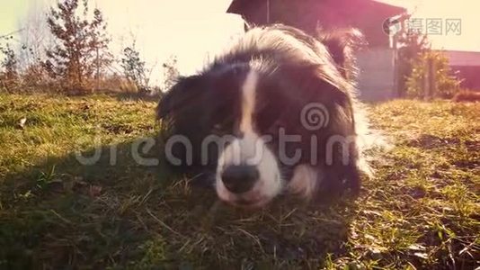 4K视频的一个可爱的狗躺在草地上日落。视频