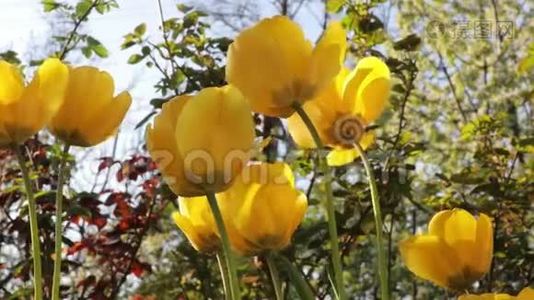 美丽的黄色郁金香在春天的花园里生长视频