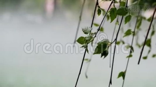 在暴风雨、雨、雾和街道上溅起的树木视频