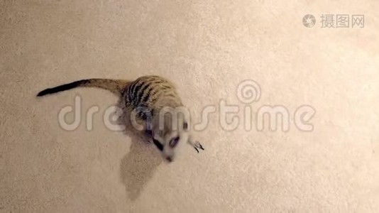 在家地毯上的猫鼬，顶景。视频