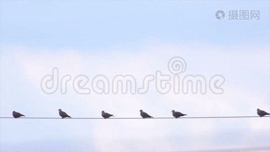 鸟在电线上视频