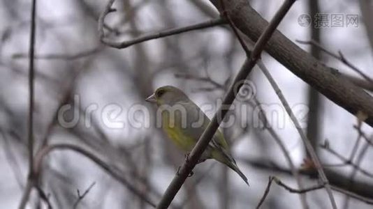 在春天，欧洲绿鳍绿鳍鱼坐在树枝上视频