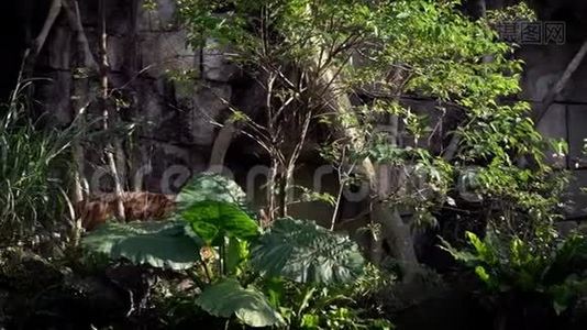 孟加拉虎在树林间行走的慢动作。 自然野生动物视频