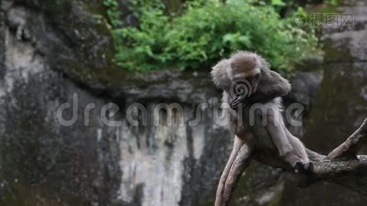 台湾山岩猕猴坐在树顶上俯视动物园视频