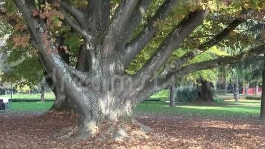 秋天公园里的大树视频