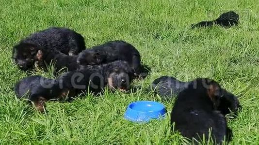 特写八只德国牧羊犬在绿草中行走视频