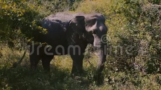 美丽的图片，大型平静的野生大象在自然栖息地吃绿草，阳光明媚的斯里兰卡夏季森林。视频