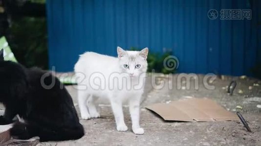 两只白色和黑色的无家可归的猫。 美丽的动物。视频