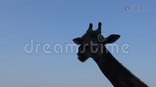 泰国曼谷野生动物园长颈鹿头蓝天4k剪影视频