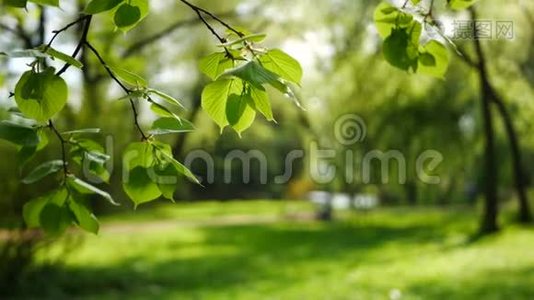 春天的森林-树枝上嫩绿的叶子。视频