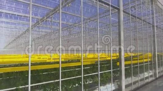 绿色西红柿植物生长在温室、农业和农业的概念。视频