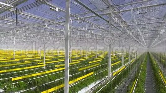 绿色西红柿植物生长在温室、农业和农业的概念。视频