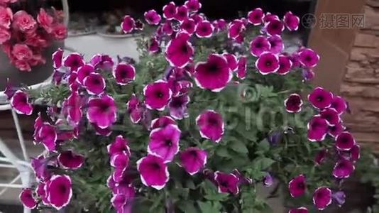 家庭色彩的花朵视频